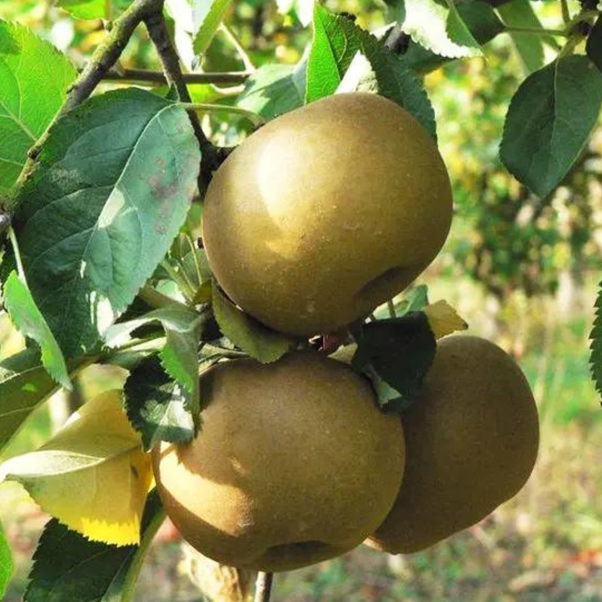 Pomi Fructiferi - Mar - Renet de Canada - Anul 3 - 1 buc