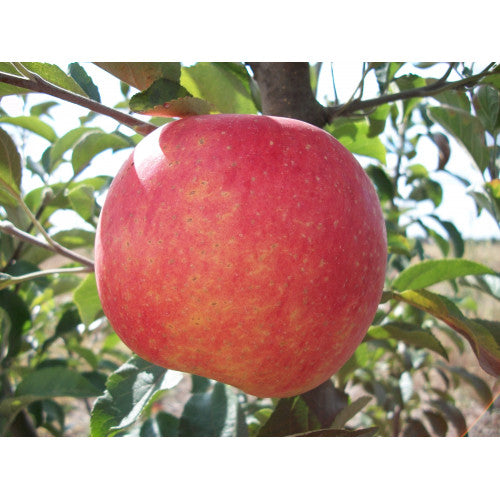 Pomi Fructiferi - Mar - Generos - Anul 2 - 1 buc