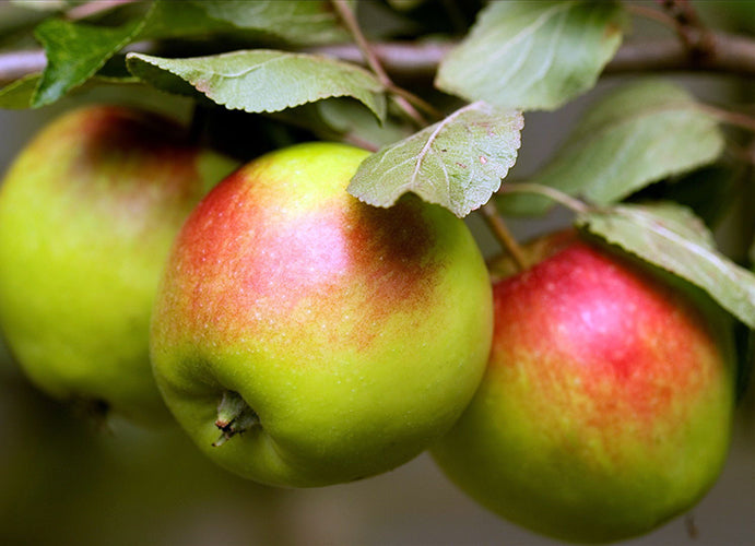 Pomi Fructiferi - Mar - Patul - Anul 2 - 1 buc