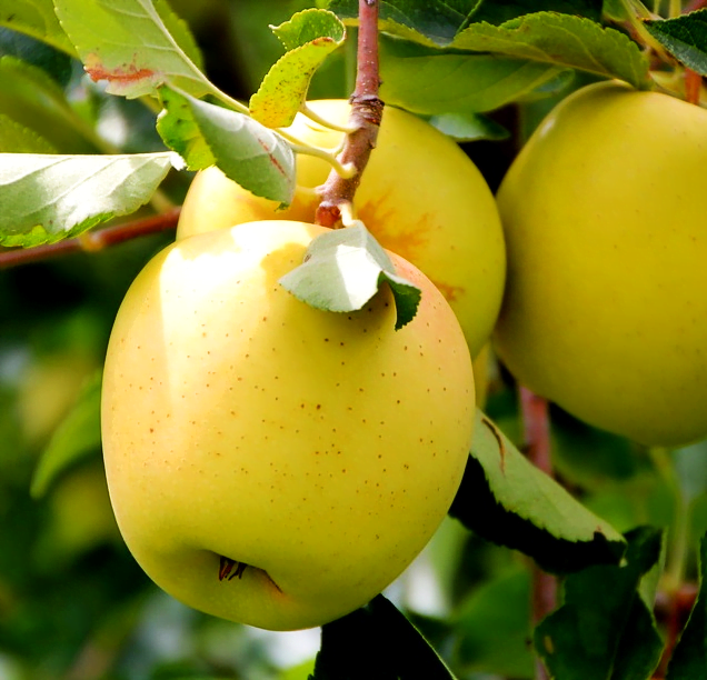 Pomi Fructiferi - Mar Golden Spur - Anul 2 - 1 buc