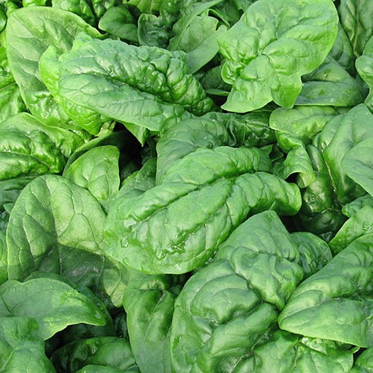 Seminte de Spanac "Matador", 100 g