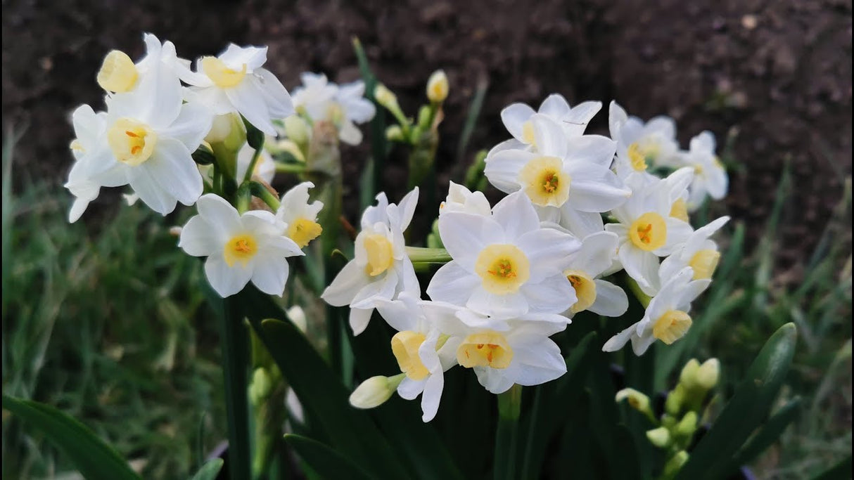 Bulbi Narcise - Grand Primo Citroniere - 2 buc