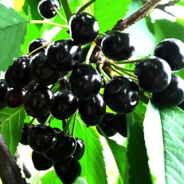 Pomi Fructiferi - Cires Amar - Anul 3 - 1 buc