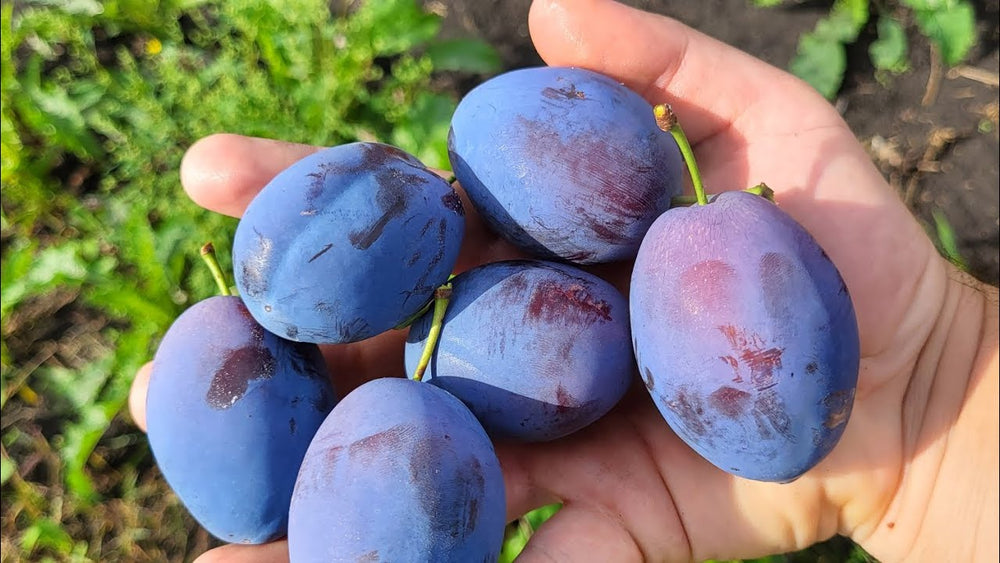 Pomi Fructiferi - Prun Top Hit - Anul 2 - 1 buc