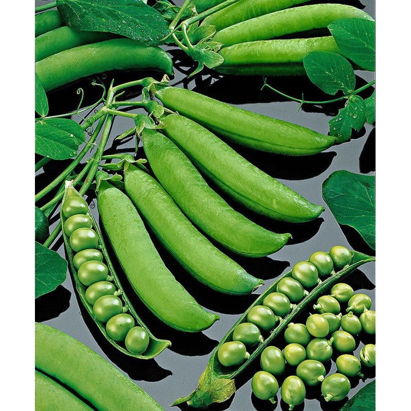 Seminte de Mazare "Kelvedon Wonder", 20 g