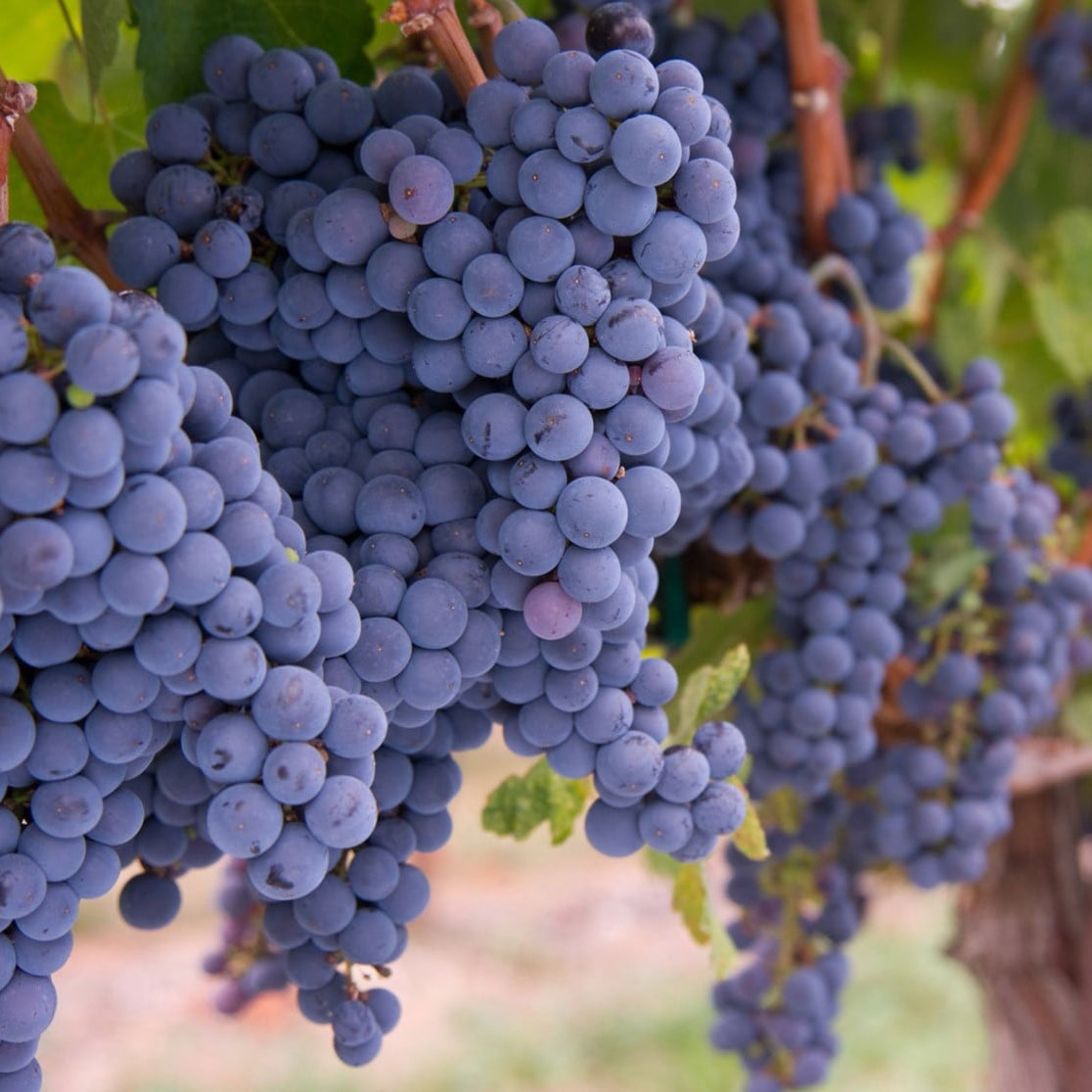 Vita de Vie "Merlot", la Ghiveci