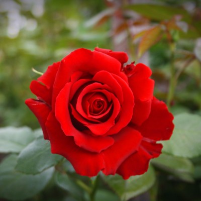 Trandafiri Butasi - Lincoln - 1 buc