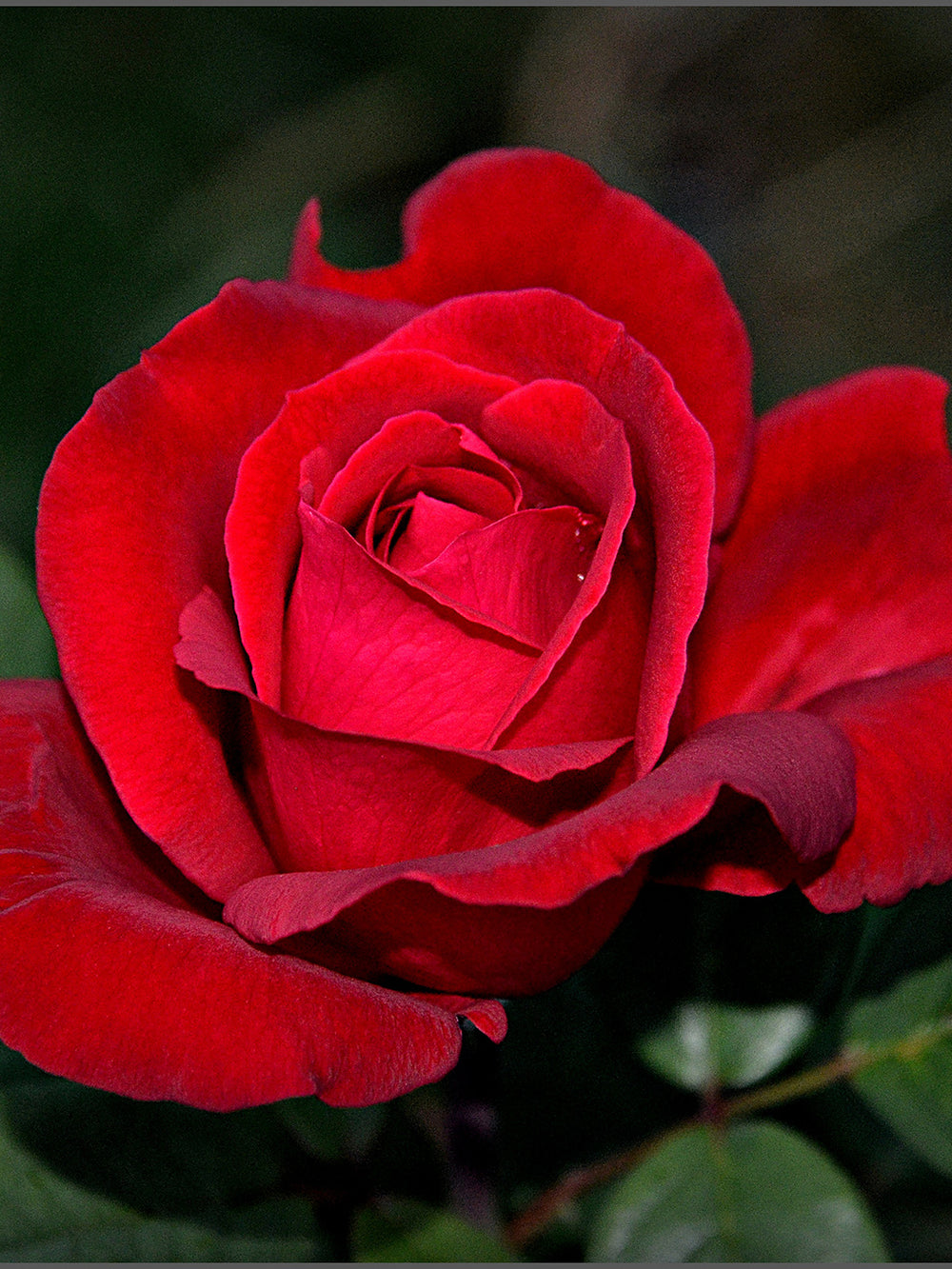 Trandafiri Butasi Teahibrizi - Mr Lincoln - 1 buc