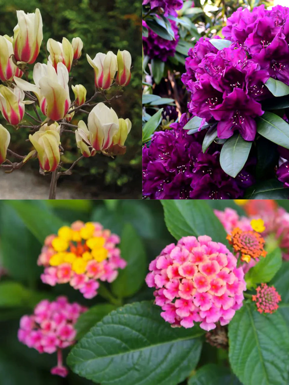 Plante Ornamentale - Pachet 3 buc- Magnolia-Rhododendron-Lantana