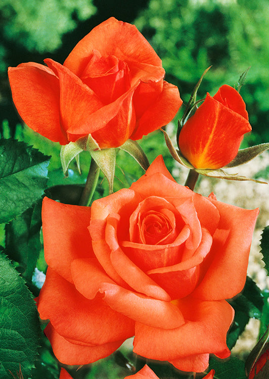 Trandafiri Butasi Teahibrizi - Monica - 1 buc