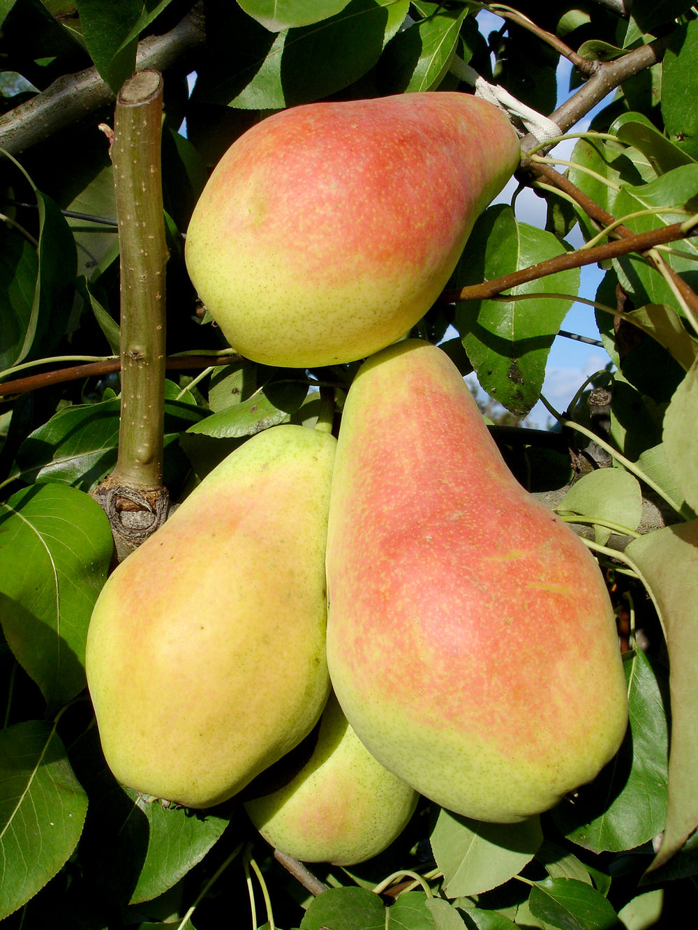 Pomi Fructiferi - Par - Monica - Anul 2 - 1 buc