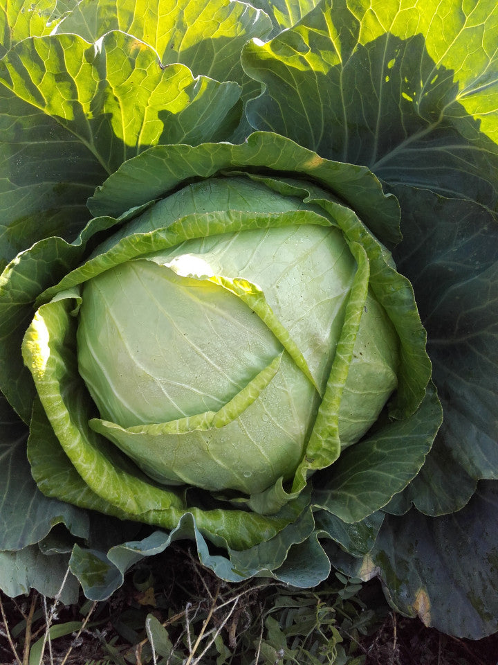 Seminte de Varza de Toamna "Muntenia"