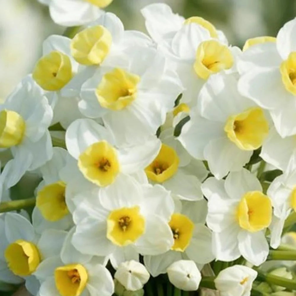 Bulbi Narcise - Avalanche - 2 buc