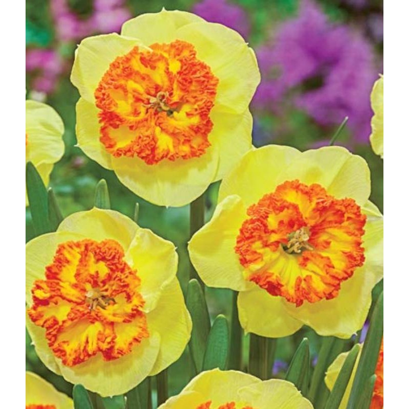 Bulbi Narcise - Berlin - 2 buc