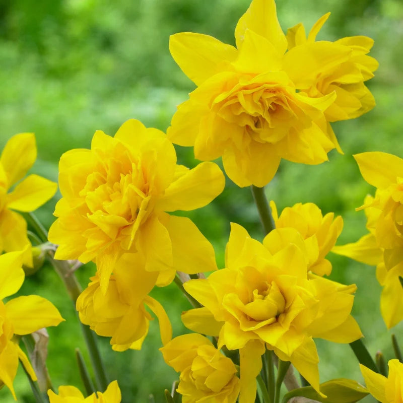 Bulbi Narcise - Campernellen Double - 2 buc