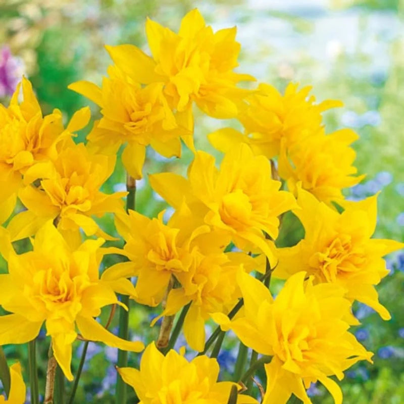 Bulbi Narcise - Campernellen Double - 2 buc