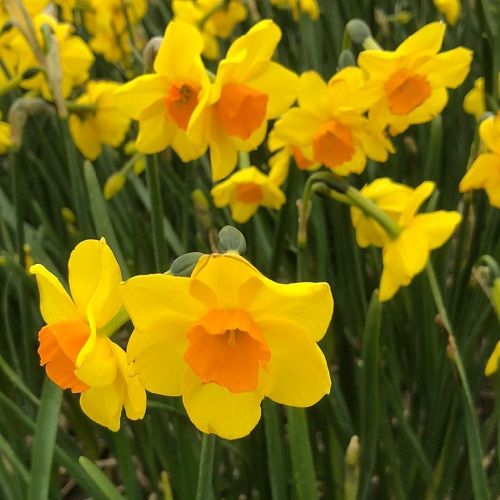 Bulbi Narcise - Cornish Dawn - 2 buc