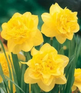 Bulbi Narcise - Safina - 2 buc