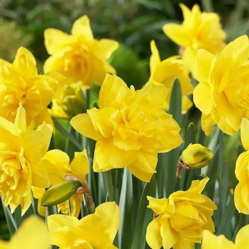 Bulbi Narcise - Golden Ducat - 2 buc