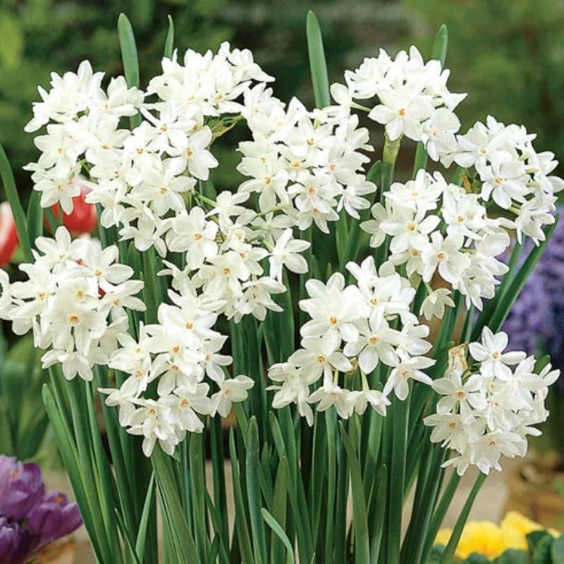 Bulbi Narcise - Paperwhite Ziva - 2 buc