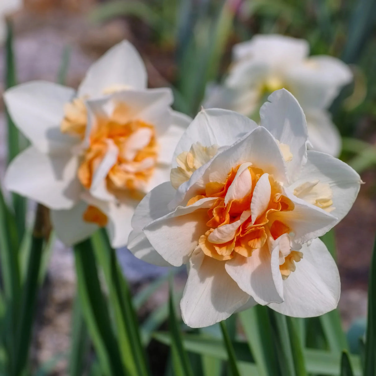 Bulbi Narcise - Replete - 2 buc