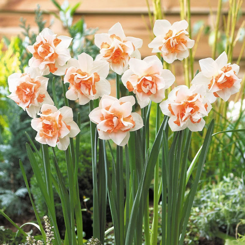 Bulbi Narcise - Replete - 2 buc