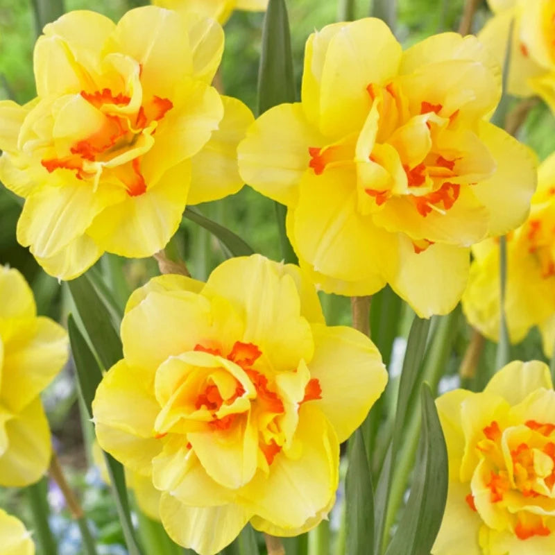 Bulbi Narcise - Tahiti - 2 buc