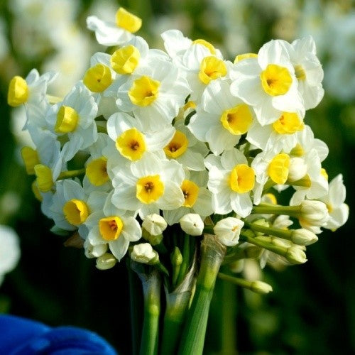 Bulbi Narcise - Avalanche - 2 buc