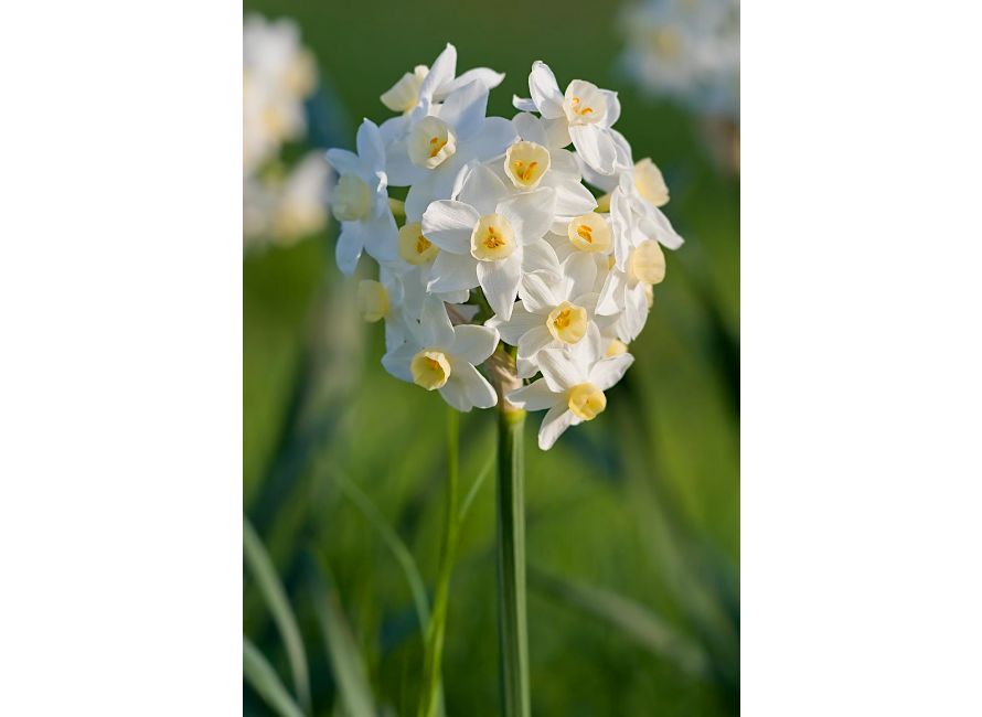 Bulbi Narcise - Grand Primo Citroniere - 2 buc