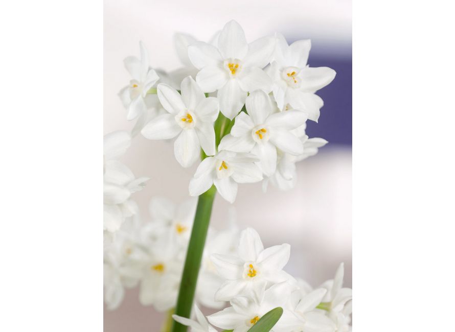 Bulbi Narcise - Paperwhite Ziva - 2 buc