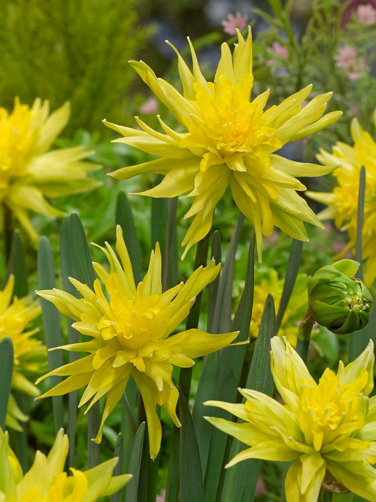 Bulbi Narcise - Rip van Winkle - 2 buc