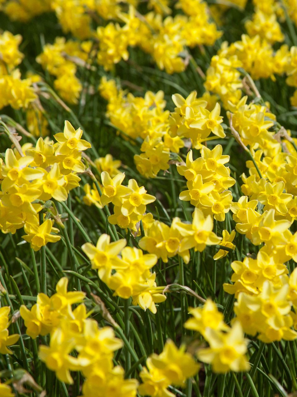 Bulbi Narcise - Sabrosa - 2 buc