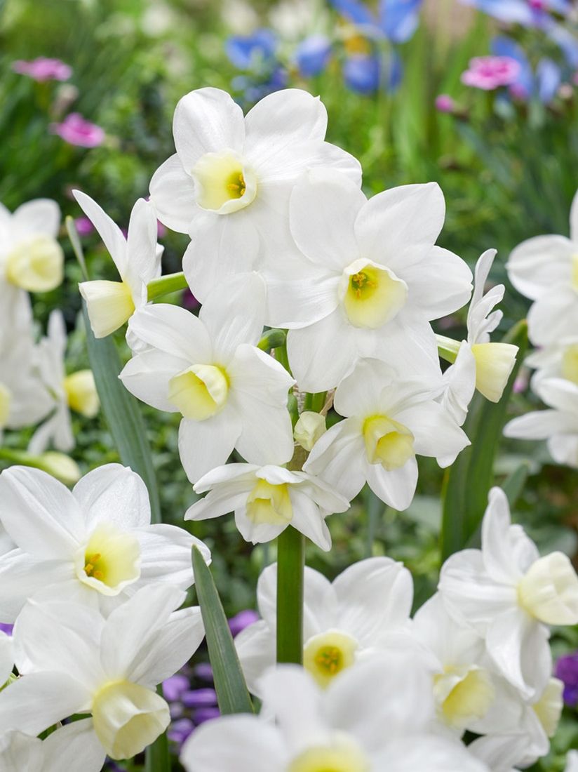 Bulbi Narcise - Silver Chimes - 2 buc