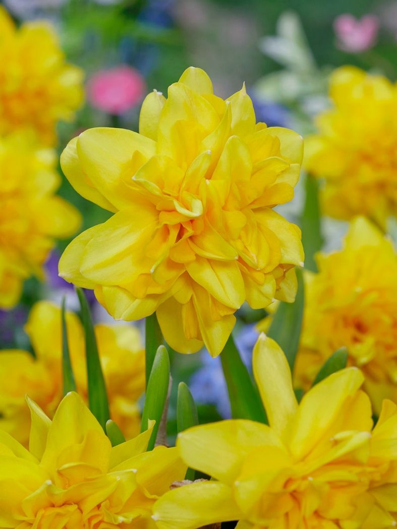 Bulbi Narcise - Tete Boucle - 2 buc