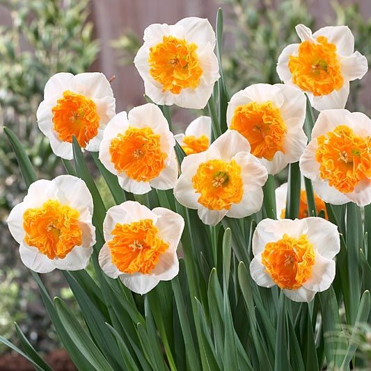 Bulbi Narcise - Amadeus Mozart - 2 buc