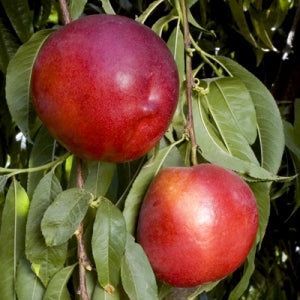 Pomi Fructiferi - Nectarin - Honey Flame - Anul 2 - 1 buc