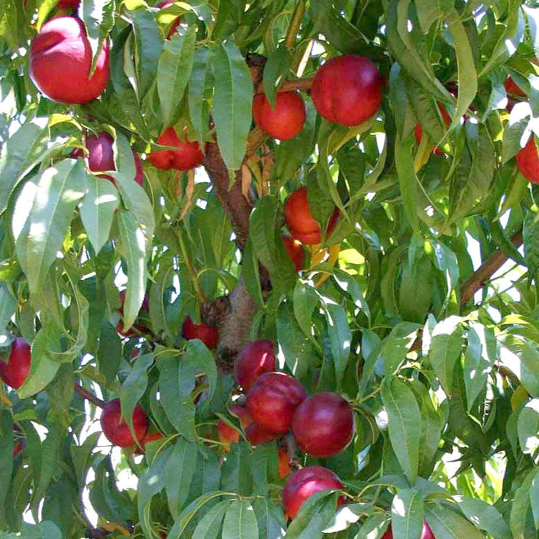 Pomi Fructiferi - Nectarin - Nectared - Anul 2 - 1 buc