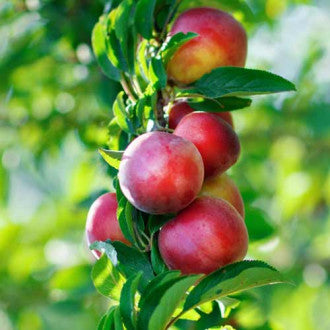 Pomi Fructiferi - Nectarin Columnar - Anul 2 - 1 buc