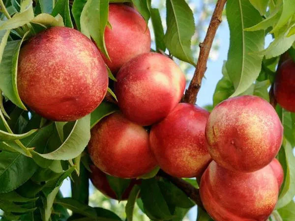 Pomi Fructiferi - Nectarin - Tina - Anul 2 - 1 buc