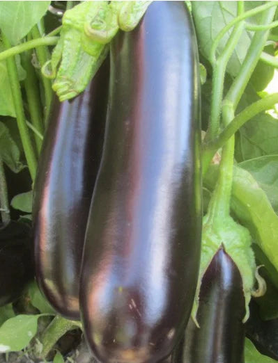 Seminte de Vinete Hibrid "Nite Lady",0.1 gr