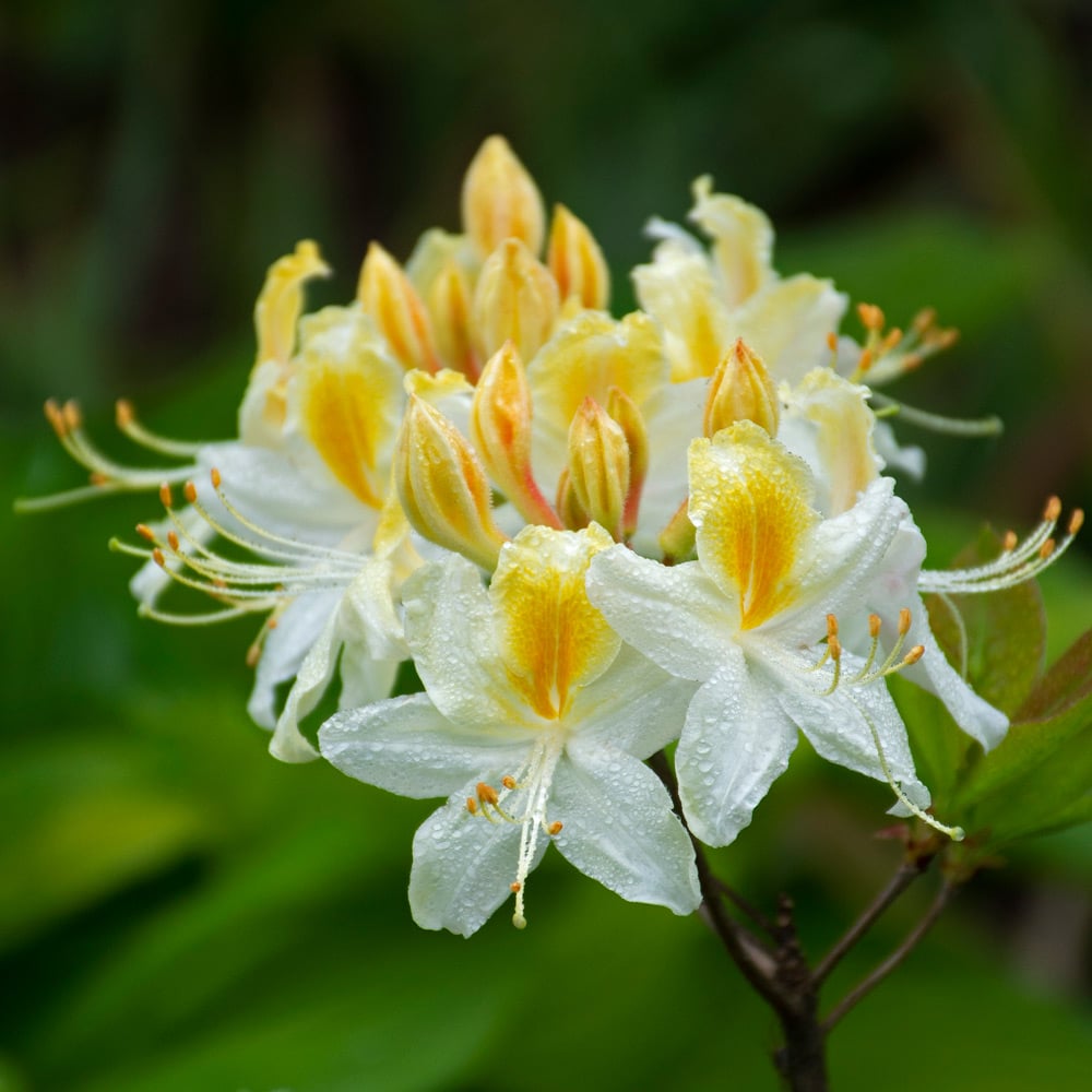 Azalea ''Northern Hi-Light'', la ghiveci