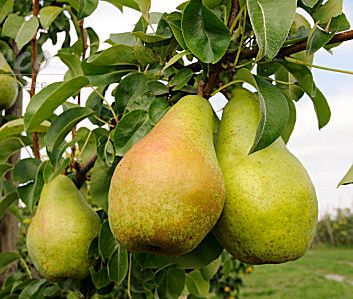 Pomi Fructiferi - Par - Novembra - Anul 2 - 1 buc