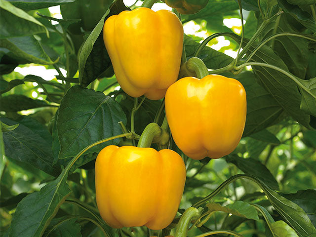 Seminte de Ardei Gras "Blocky Galben"