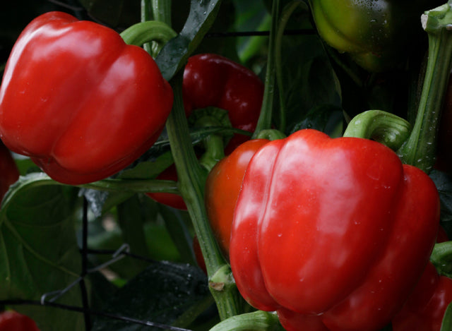 Seminte de Ardei Gras "Blocky Rosu", 7g