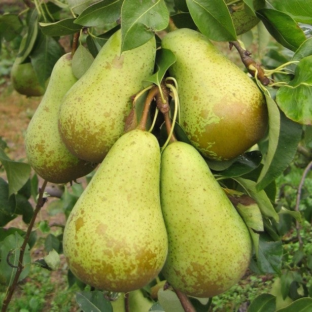 Pomi Fructiferi - Par Conference - Anul 2 - 1 buc