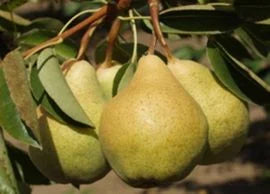 Pomi Fructiferi - Par - Capul Piscului - Anul 2 - 1 buc