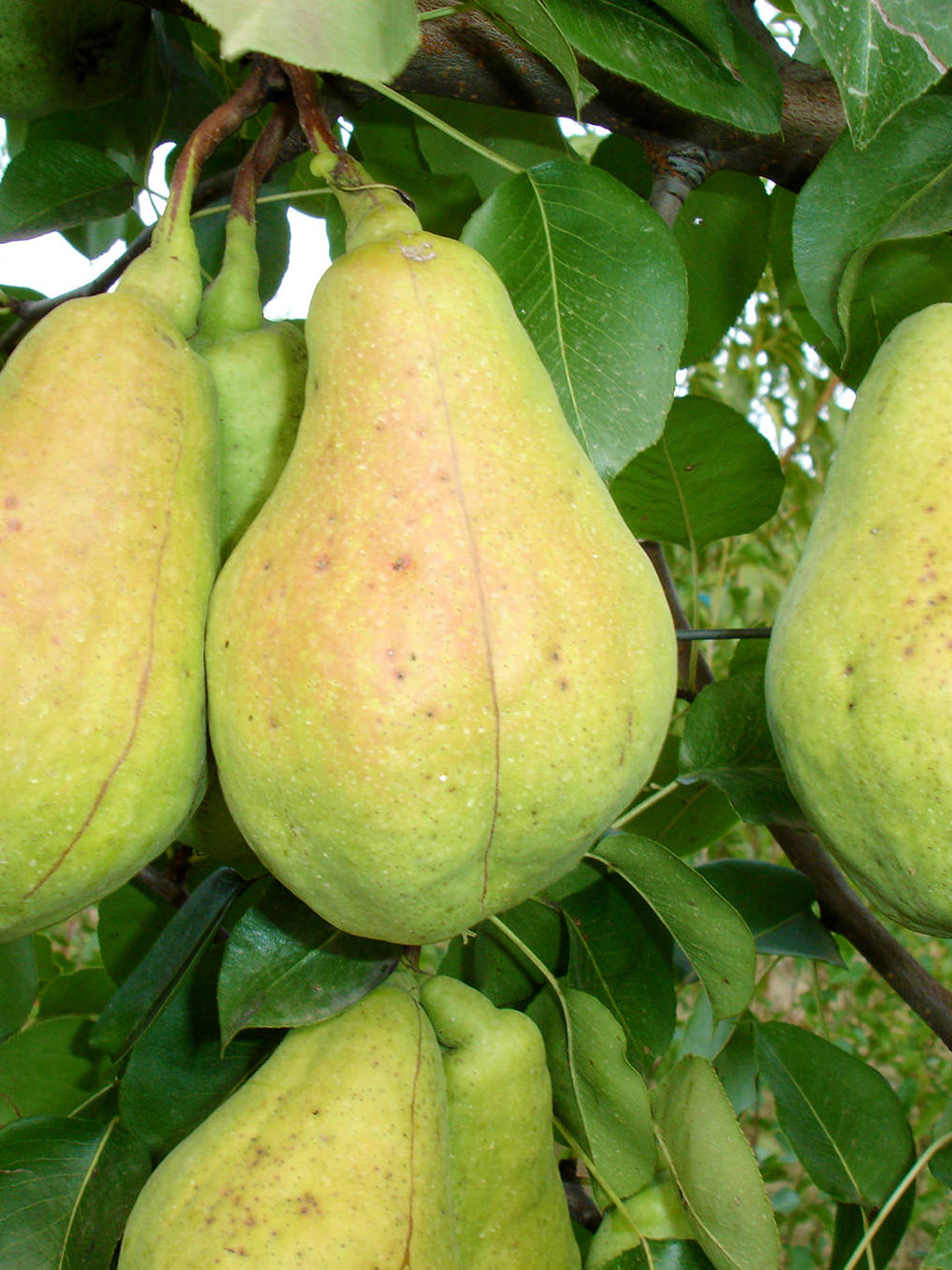 Pomi Fructiferi - Par - Cure - Anul 2 - 1 buc