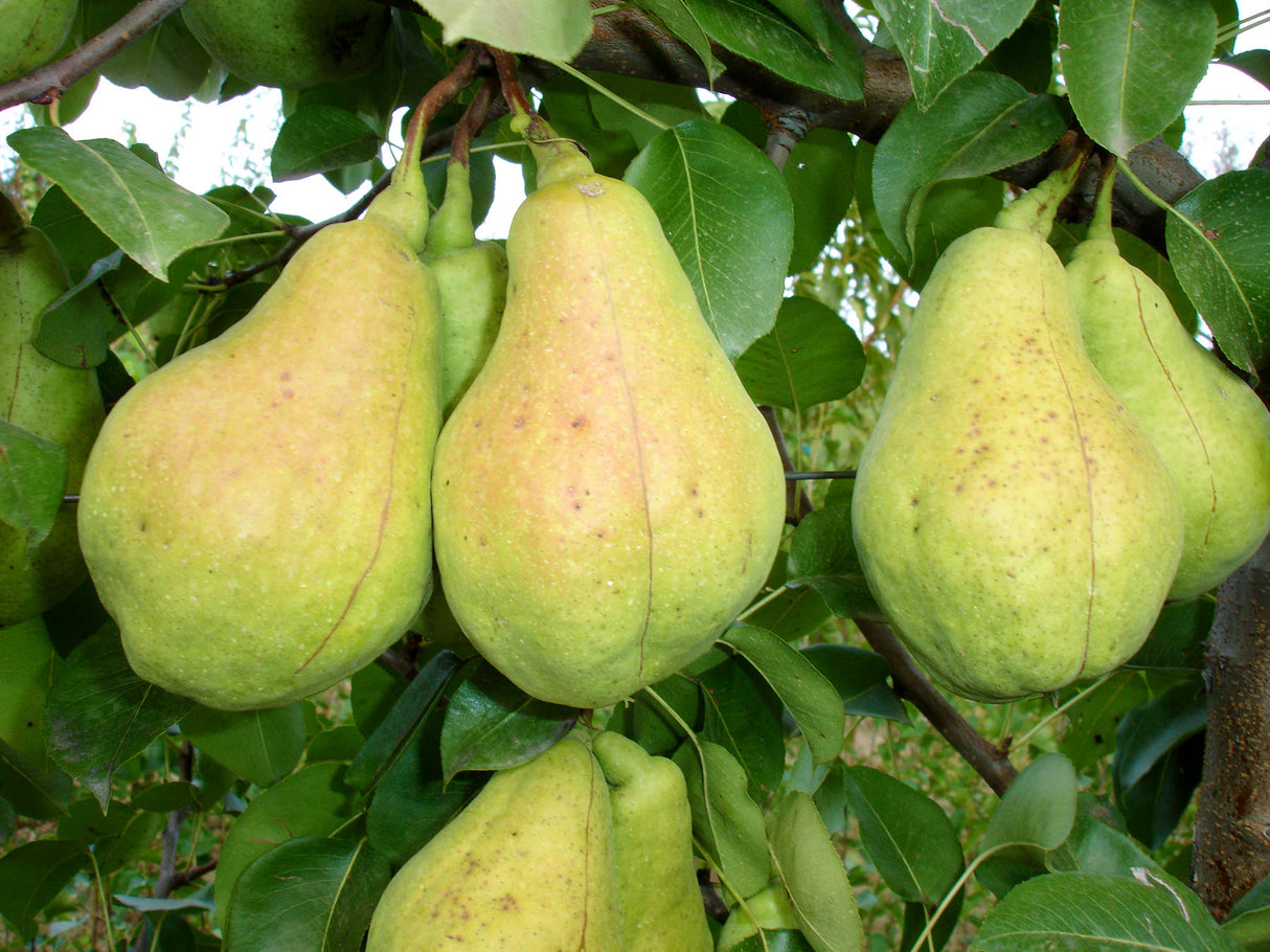 Pomi Fructiferi - Par - Cure - Anul 2 - 1 buc