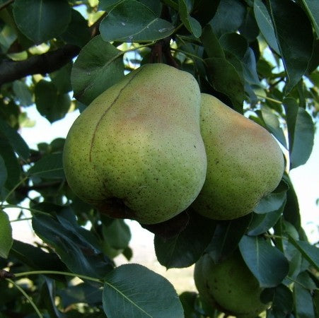 Pomi Fructiferi - Par - Cure - Anul 2 - 1 buc