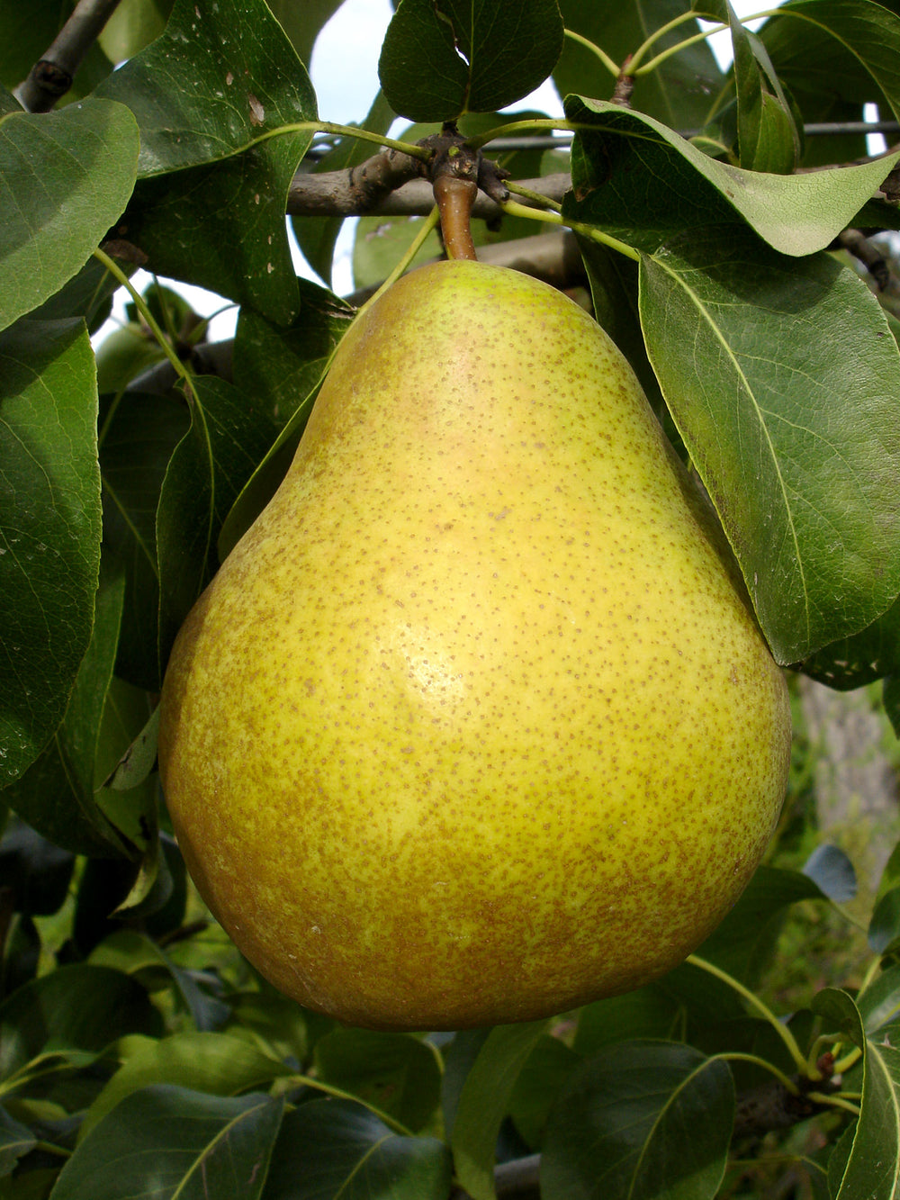 Pomi Fructiferi - Par Untoasa Hardy - Anul 2 - 1 buc